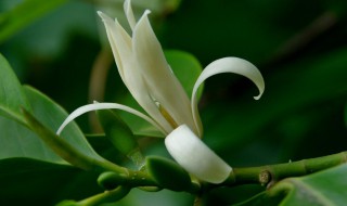 白兰花盆栽的养殖及注意事项（白兰花盆栽的养殖及注意事项视频）