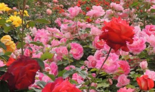 月季花是怎么繁殖 月季花是怎么繁殖后代的