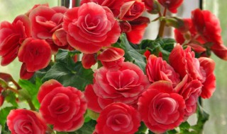 丽格海棠为什么掉叶子(丽格海棠叶子都掉光了还能活吗)