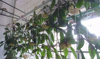 球兰的繁殖方法（球兰的繁殖方法:球兰的扦插方法和注意事项）