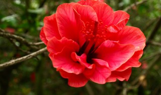 重瓣朱槿怎么养 重瓣朱槿怎么养殖