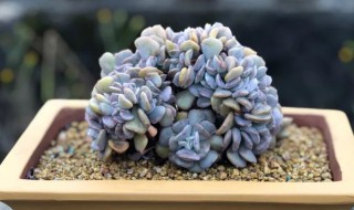 雪精灵多肉怎么养（雪精灵多肉怎么养成老桩）