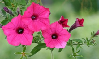 8月开什么花花语是什么 8月份开的是什么花