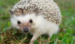 农村山上有什么野生动物 农村山上有什么野生动物可以养