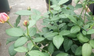 月季花怎样缓苗 月季花怎样缓苗最快