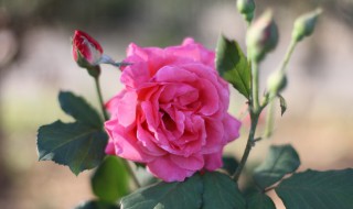 月季花是用什么繁殖 月季花是用什么繁殖方式