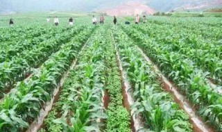 间种和套种的区别（间种和套种的区别是什么）