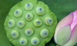 什么的莲蓬填空语文(什么什么的小莲蓬填空题)