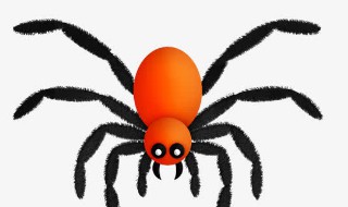 长腿蜘蛛怎么消灭 长腿蜘蛛消灭药