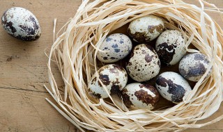 怎么孵化鹌鹑蛋 鹌鹑蛋的孵化教程