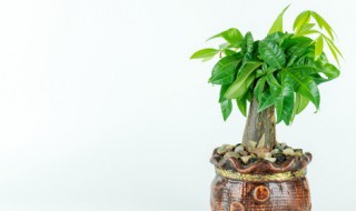 发财树是嫁接出来的吗（发财树是嫁接出来的吗图片）