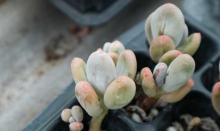 桃美人的繁殖方法 桃美人怎么种