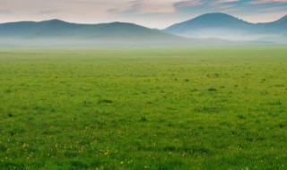 小草过冬的方法 小草过冬的方法有几种