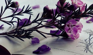 采兰赠芍的意思(采兰赠勺的意思)