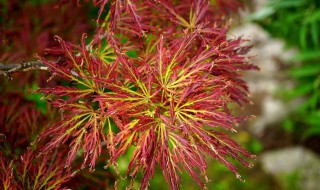 羽毛枫的养殖方法和注意事项 红枫羽毛枫的养殖方法和注意事项