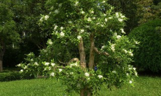 九里香定型方法（九里香的培育方法）