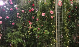 月季种植的方法和注意事项（月季种植的方法和注意事项有哪些）