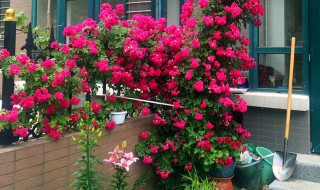 藤本月季种盆栽植方法(藤本月季种盆栽植方法视频)