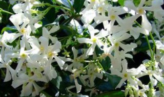 风车茉莉的繁殖方法 风车茉莉繁殖视频教程