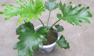 春羽的繁殖方法 春羽如何繁殖