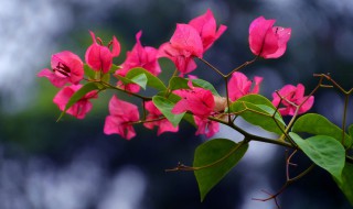 三角梅种子种植方法 三角梅种子种植方法图解