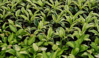 玉簪的繁殖方法（玉簪的繁殖方法视频）