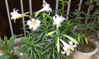 盆栽野百合的种植方法（野百合怎么栽种）