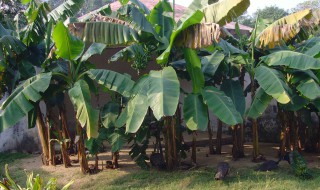 芭蕉的种植与养殖方法 芭蕉的种植与养殖方法