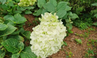 八仙球的养殖方法（八仙球的养殖方法有哪些）