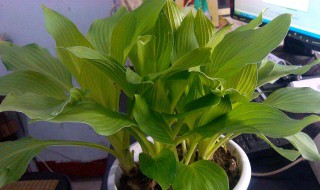 绿霸王过冬天养殖方法 绿霸王怎么养殖