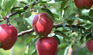 苹果树嫁接时间和方法 苹果树嫁接时间和方法图