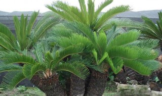 铁树的繁殖方法 七彩铁树的养殖方法