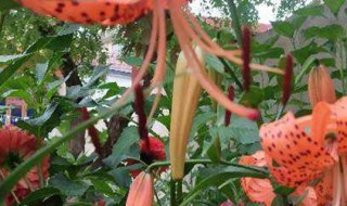 百合卷丹种子种植方法(卷丹百合种子怎么种植)