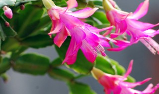 蟹爪兰的嫁接方法 多层蟹爪兰的嫁接方法