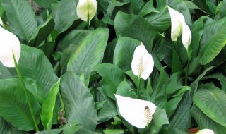 白掌的繁殖方法（白掌的繁殖方法图解）