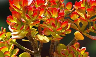 姬红花月养殖方法 姬花月的养殖方法