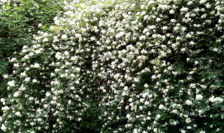 七里香的繁殖方法（七里香和九里香如何繁殖）