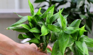 富贵竹的繁殖方法（富贵竹的养殖方法和注意事项）