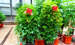 摇钱树的繁殖方法 摇钱树的繁殖方法图解