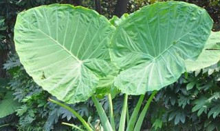 滴水观音截干生根方法 滴水观音切断后栽后多久生根