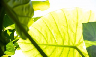 海芋花的繁殖方法 海芋开花怎么繁殖