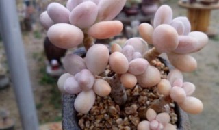 桃之卵的繁殖方法（桃之卵怎么养）