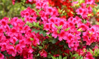 安酷杜鹃的养殖方法 安酷杜鹃怎么养