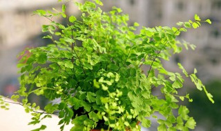 铁线蕨的繁殖方法 铁线蕨怎样繁殖