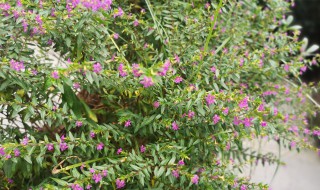 萼距花的养殖方法和注意事项 萼距花的养护方法