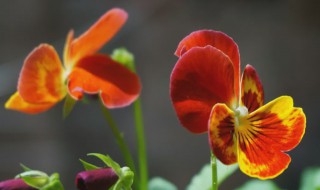 蝴蝶花的繁殖方法 蝴蝶花的繁殖方法有哪些