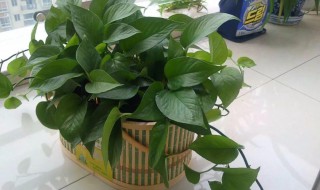 绿霸王的养殖方法和注意事项（绿霸王怎么养殖）