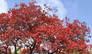 黄栌养殖方法及注意事项 黄栌养殖方法及注意事项视频