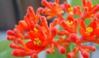 佛肚海棠的养护方法（佛肚海棠的养护方法图片）