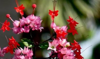 龙吐珠的繁殖方法 龙吐珠的繁殖方法和注意事项